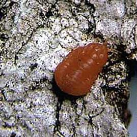  Kuwaniidae:  Kuwania quercus  in situ 
 Photo by Ray Gill 